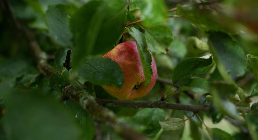 Récoltes d'automne