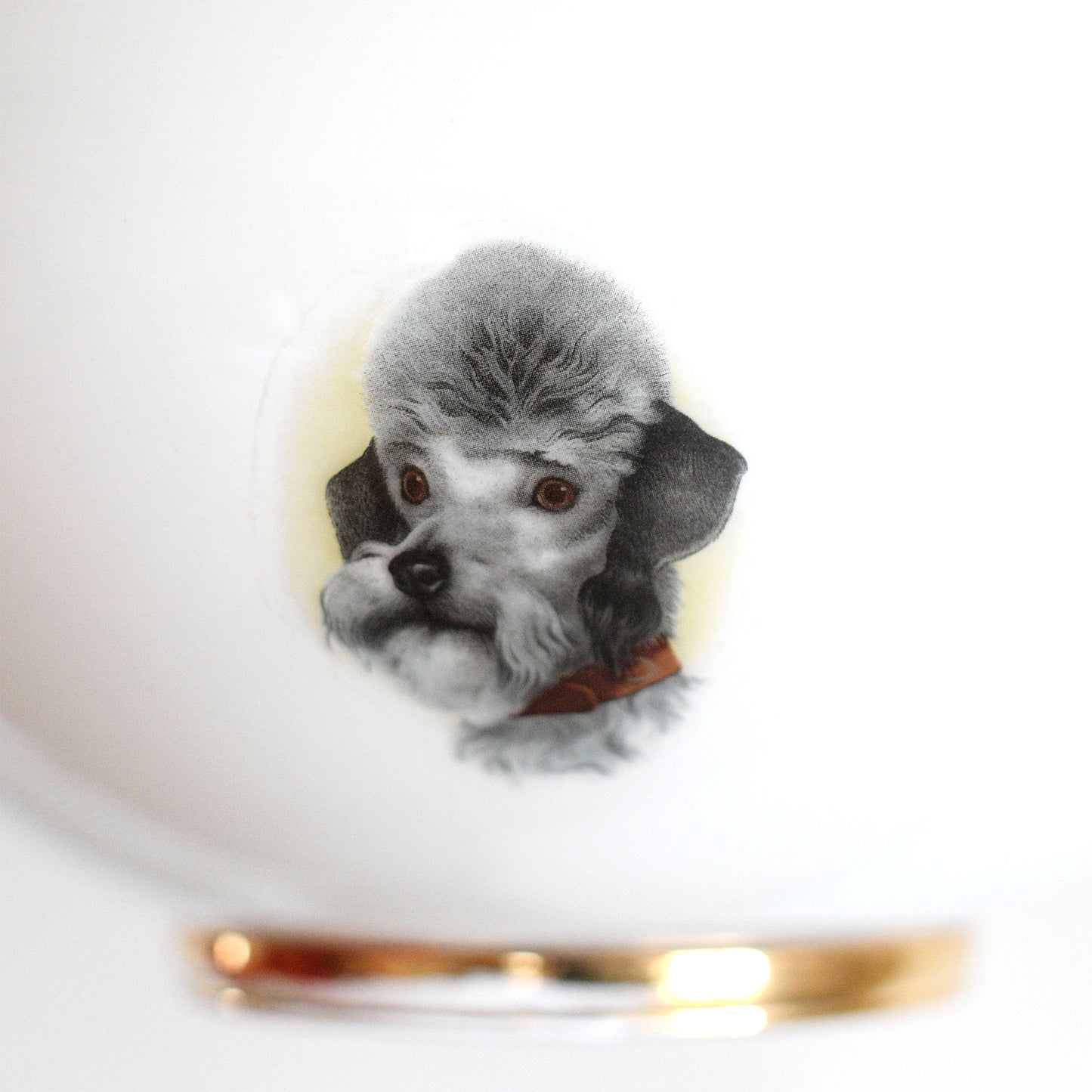 dog lamp