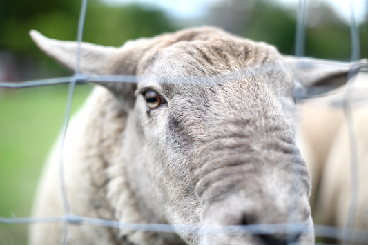 Gîte écomusée - La Petite Ferme