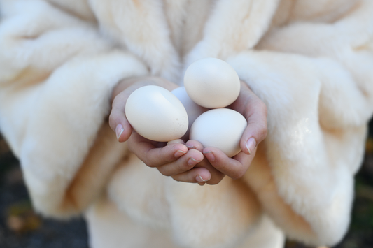 Eco gite la petite ferme - Main Image